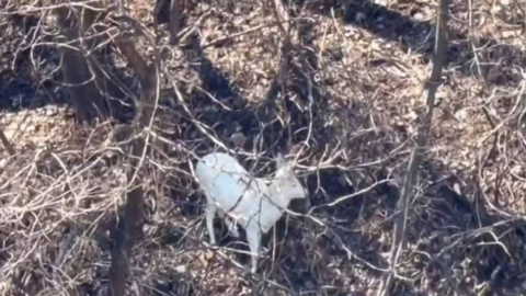 "행운 상징"…원주 도심 인근 야산서 '흰 노루' 또 포착