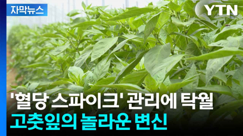 [자막뉴스] "당뇨 약과 90% 유사"...혈당 관리에 탁월한 '이것'