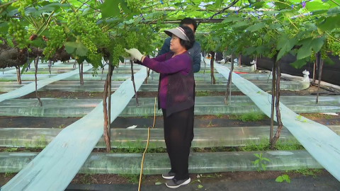 고유가에 포도 농가 '비상'…농촌 가구 난방비 부담