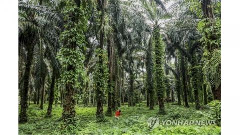 호르무즈 봉쇄 여파로 '세계 1위' 인도네시아 팜유 수출도 차질
