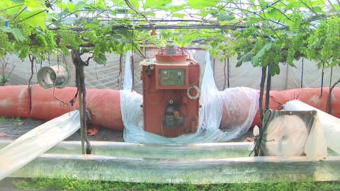 고유가에 포도 농가 '비상'…농촌 주택 난방비 걱정