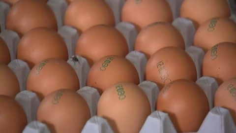 계란 한 판 7천원대로 인상…산란계 1천만마리 살처분 여파