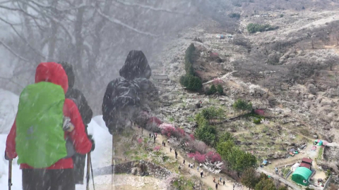 강원 산간은 설국, 남녘은 매화 만개…봄·겨울 공존