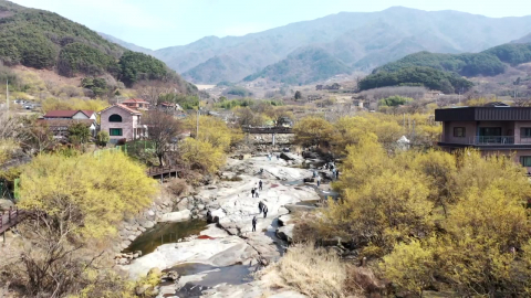 '노란 설렘' 구례 산수유축제 시작…봄꽃 본격 북상