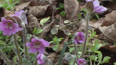 서해 풍도, 야생화가 봄을 깨우다