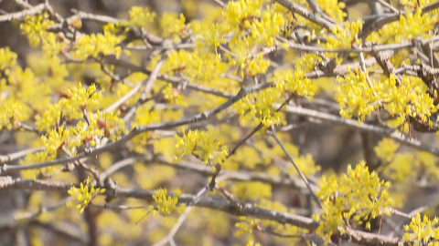 '노란 설렘' 구례 산수유축제 시작…봄꽃 본격 북상