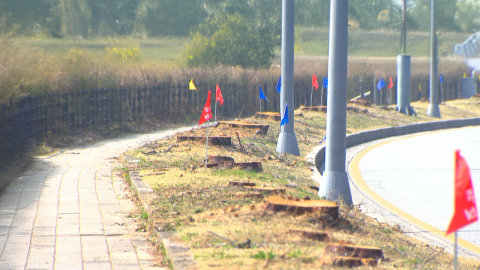 [제보는Y] 트램 공사로 수백 그루 나무 싹둑…뒷북 행정 논란