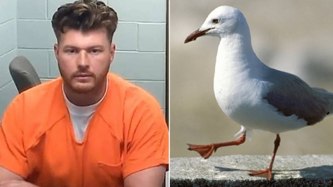 딸 감자튀김 뺏었다고…갈매기 참수한 아버지, '징역 8개월'