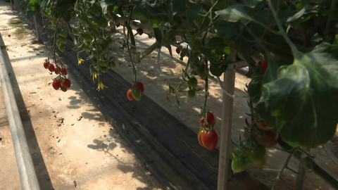 고유가에 난방비 걱정…방울토마토 농가 생산량 급감