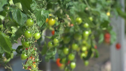 고유가 여파로 생산량 급감...방울토마토 농가 '울상'