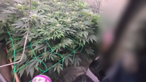 '스마트팜' 운영한 청년 농업인…알고 보니 '대마 재배'