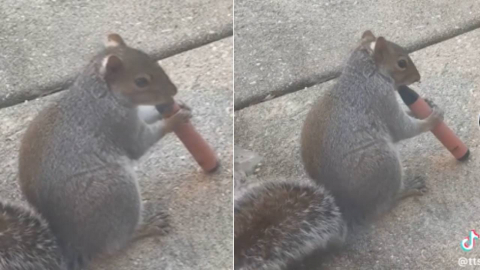 '과일향 나서'…전자담배 씹어먹는 다람쥐 공원서 포착