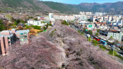 군항제 앞둔 진해 벚꽃 활짝...서울 4월 3일 개화 예상