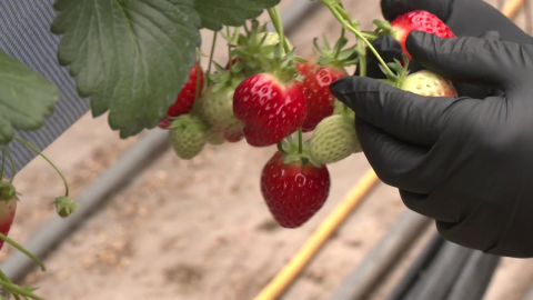 볕 양 따라 비료 공급…비룟값 상승 돌파구 '주목'