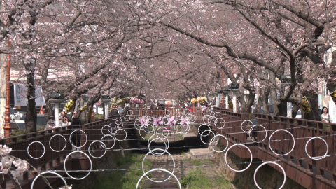 분홍빛 진해 군항제 개막…"안전에 최우선"