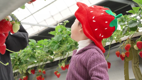 봄을 깨우는 딸기 내음…논산 딸기축제 '북적'