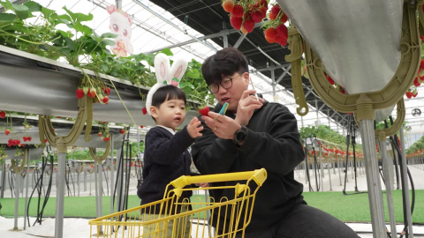 향긋한 봄 딸기의 향연…논산 딸기축제 \'인산인해\'