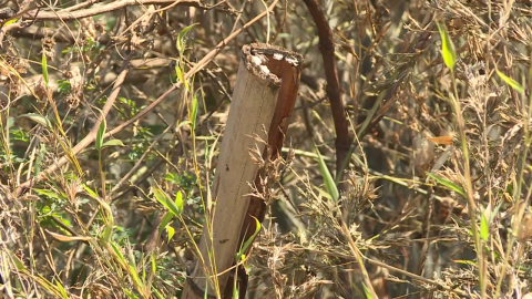 말라 죽는 대나무 숲…원인도 대책도 '오리무중'