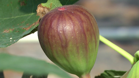 무화과, 사계절 과일 변신…수확 시기 조절로 농가 수익 톡톡