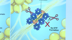 살 안 빼도 혈당 뚝...비만 합병증 막는 '천연물질' 규명