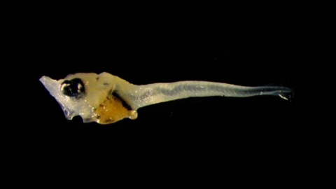 동해에서 참다랑어 새끼 첫 발견…\'수온 상승\' 영향