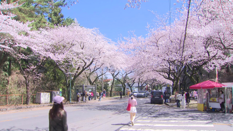 [날씨] 단비 그치고 '분홍빛 물결'…서울도 주 후반 '절정'
