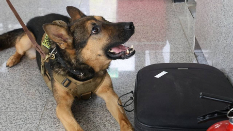 은퇴한 군견·경찰견 입양하면 최대 100만원 지원한다