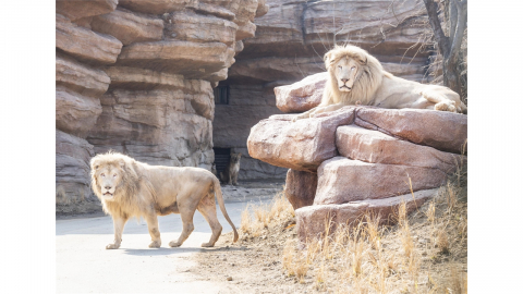 [기업] 에버랜드, 새 단장한 '사파리월드' 개장...친환경 EV버스 도입
