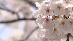 [날씨] 윤중로 분홍빛 벚꽃 '절정'...밤부터 전국 강풍 동반 비