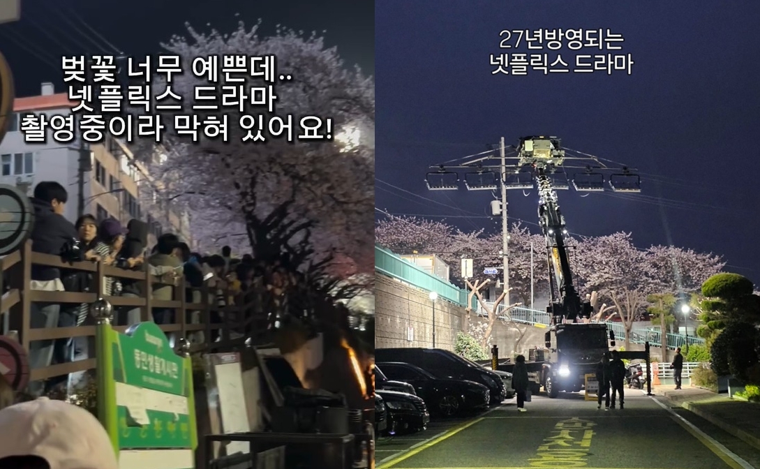 "1년 기다렸는데…" 유명 벚꽃길 막고 넷플릭스 드라마 촬영