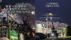 "1년 기다렸는데…" 유명 벚꽃길 막고 넷플릭스 드라마 촬영