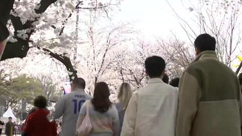 [날씨] 분홍 터널로 변한 도심…봄꽃축제 개막 '이 시각 윤중로'