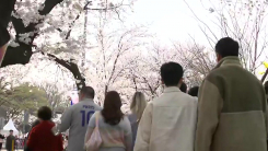 [날씨] 분홍 터널로 변한 도심...봄꽃축제 개막 '이 시각 윤중로'