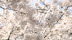 [날씨] 하늘 뒤덮은 '벚꽃 터널'...퇴근길 윤중로 모습은?