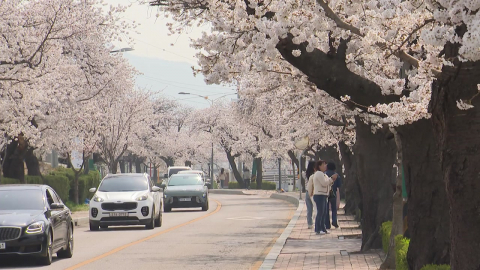 절정 치닫는 벚꽃…주말 맞춰 정읍·고창 축제 시작
