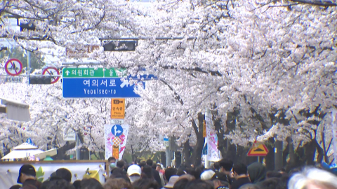 [날씨] 서울도 벚꽃 절정…밤사이 남부 호우 \'벚꽃 엔딩\' 위기?