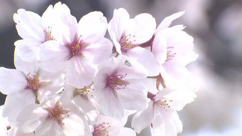 [날씨] 서울도 벚꽃 절정…밤사이 남부 호우 '벚꽃 엔딩' 위기?