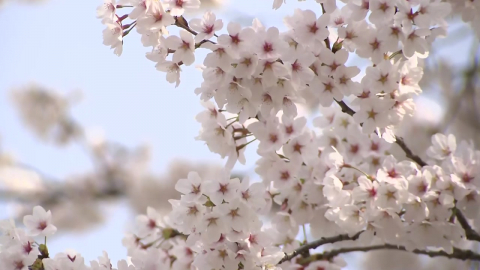 [날씨] 솜사탕 벚꽃 가득한 \'불광천\'…주말 하늘 맑아져
