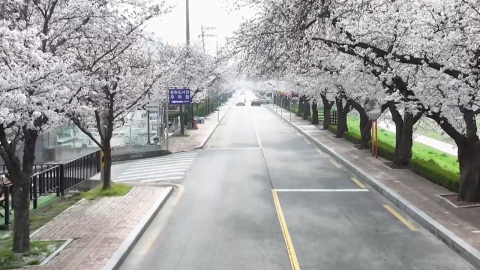전북 정읍 벚꽃 '만개'...정읍 벚꽃축제, 상춘객 북적