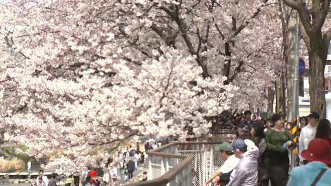[날씨] 낭만 가득 \'불광천 벚꽃\', 상춘객 북적…내일 밤부터 또 비
