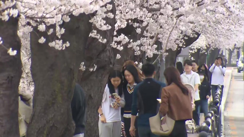 연분홍 꽃비 흩날리는 정읍...'벚꽃 축제' 상춘객 북적