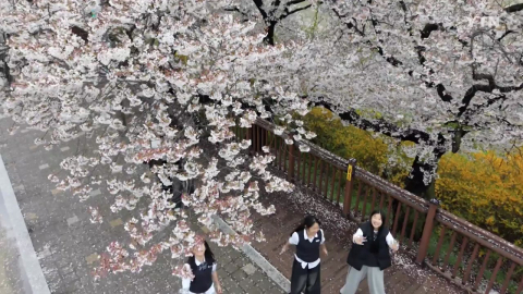 봄비 갠 휴일…'연분홍 벚꽃·유리 온실' 시민 북적
