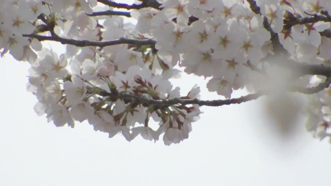 [날씨] 이색적인 \'馬시멜로 벚꽃축제\'…오늘 밤 중부부터 비