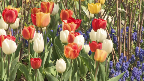 놀이공원에도 찾아든 봄…튤립 120만 송이 \'장관\'