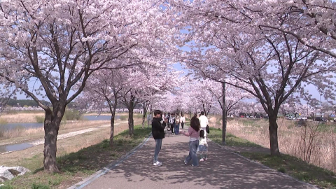 호수 뒤덮은 '분홍빛 물결'...봄나들이 즐기는 식목일