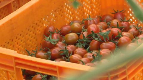 [청년농부] AI 프로그램으로 토마토 재배...난방비 30% 절감