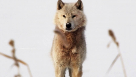 美 동물원서 부모 한눈 판 사이…늑대가 2살 아이 손가락 물어