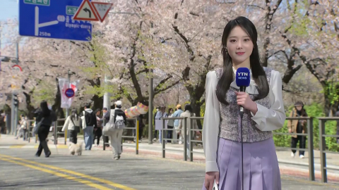 [날씨] 비온 뒤 윤중로, 봄꽃축제 마지막날…기온변화 유의