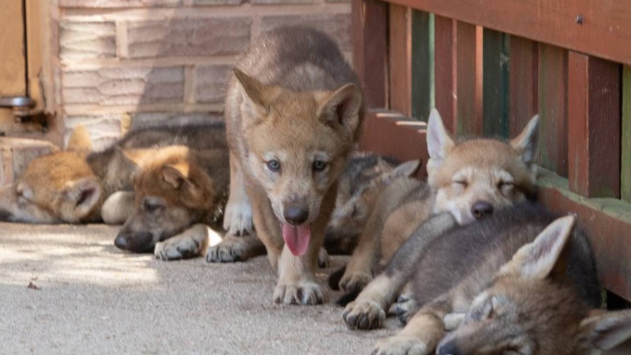 대전 오월드서 1살 새끼 늑대 탈출…재난문자 발송