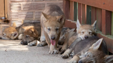 대전 오월드서 1살 새끼 늑대 탈출…재난문자 발송